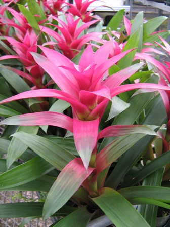 guzmania-passion-bromeliad