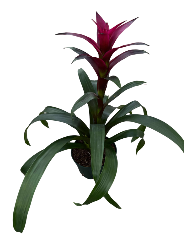 guzmania-passion-bromeliad