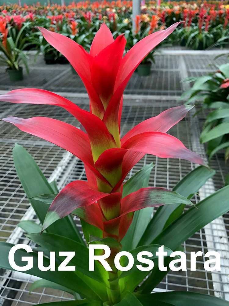 guzmania-rostara-bromeliad