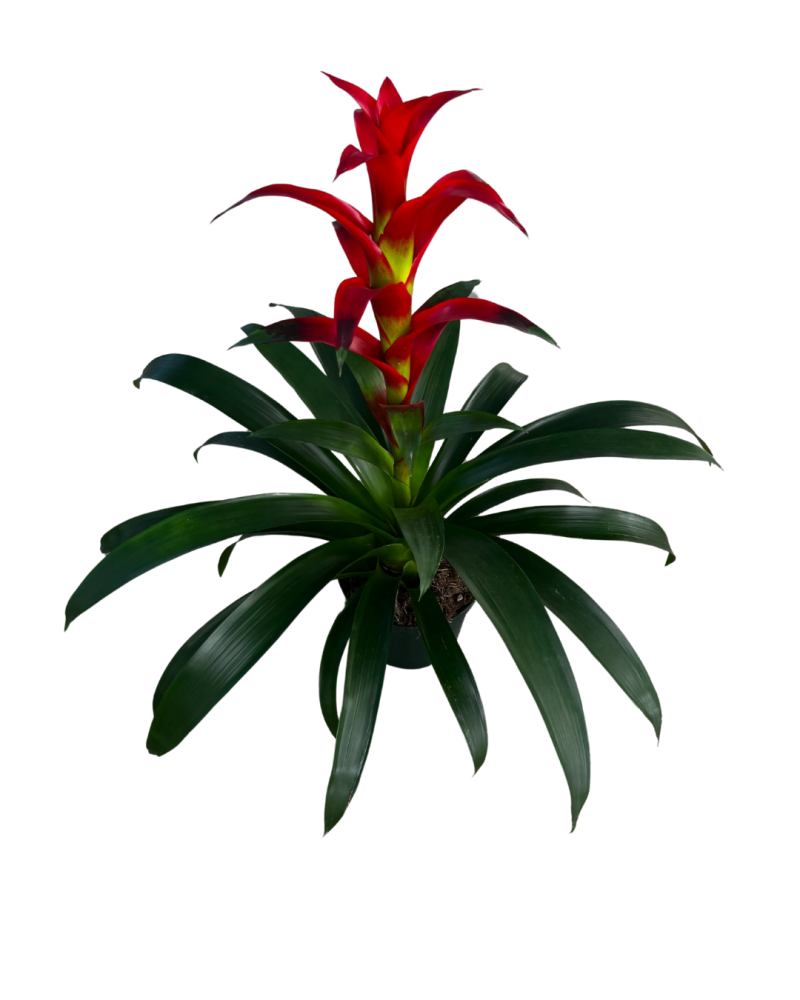 guzmania-rostara-bromeliad