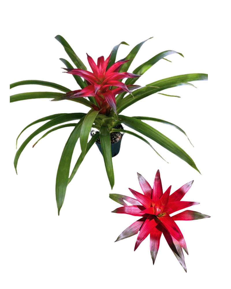 guzmania-sanne-bromeliad