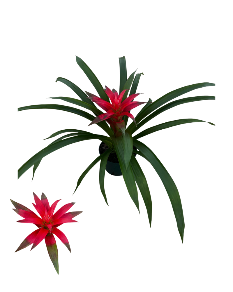 guzmania-sanne-bromeliad