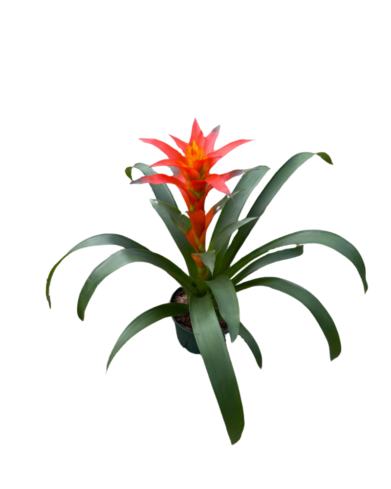guzmania-susanne-bromeliad