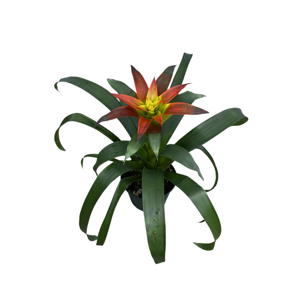 guzmania-susanne-bromeliad
