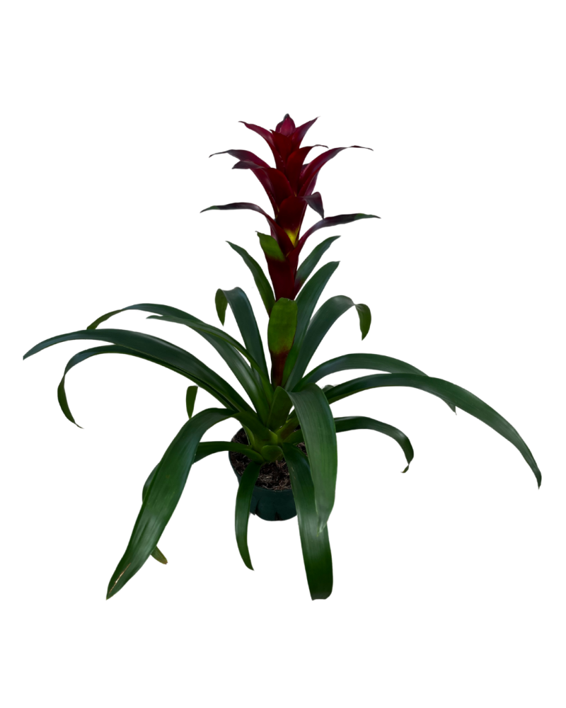 guzmania-switch-bromeliad