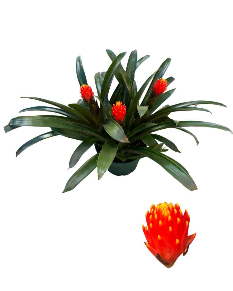 guzmania-tala-bromeliad