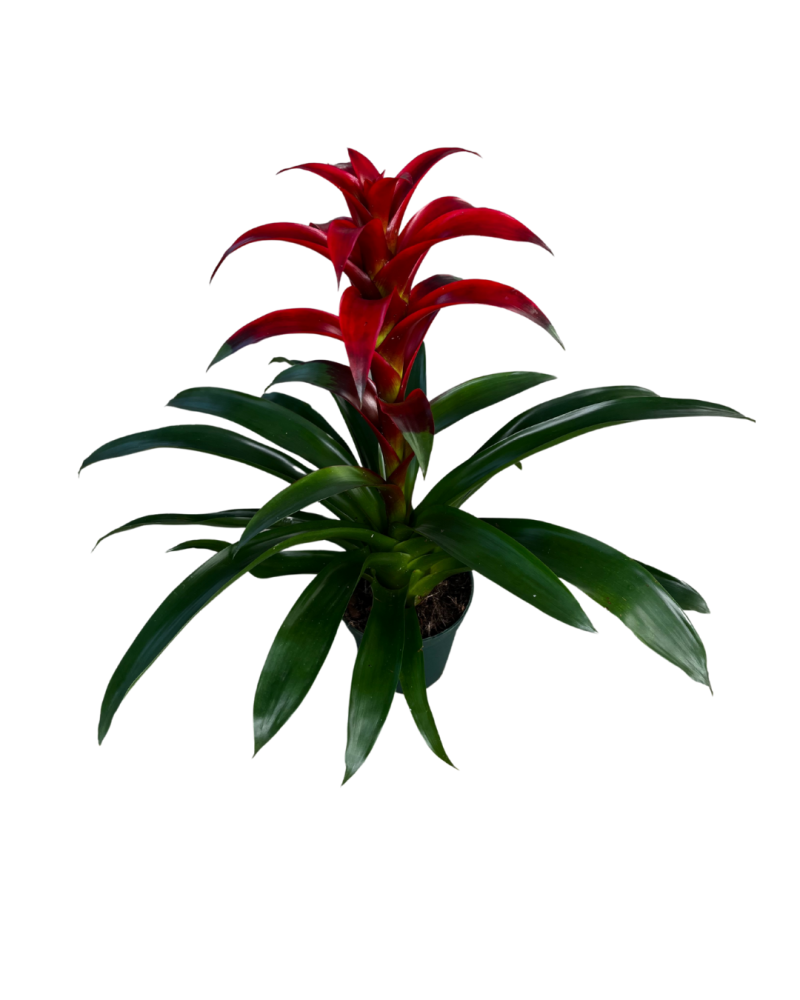 guzmania-tatiana-bromeliad