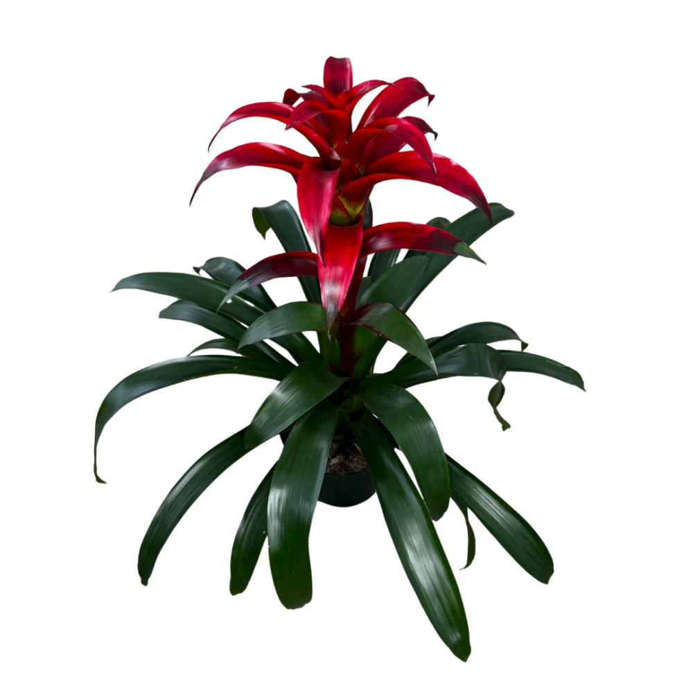guzmania-tatiana-bromeliad