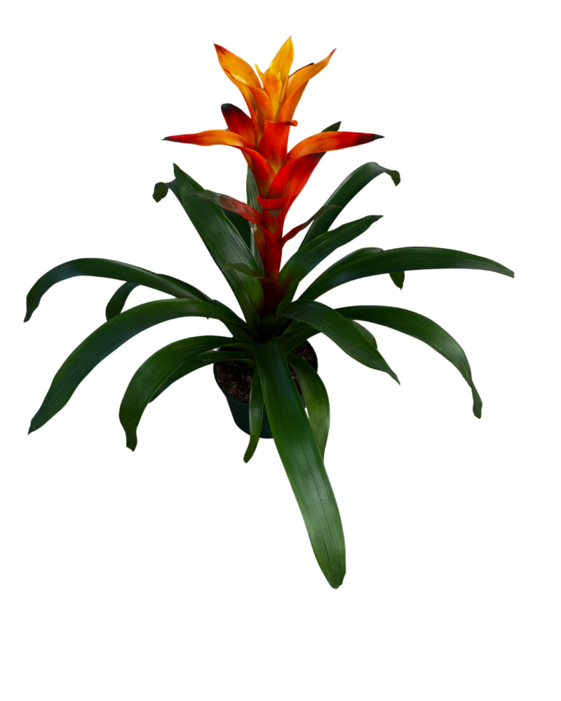 guzmania-variada-bromeliad