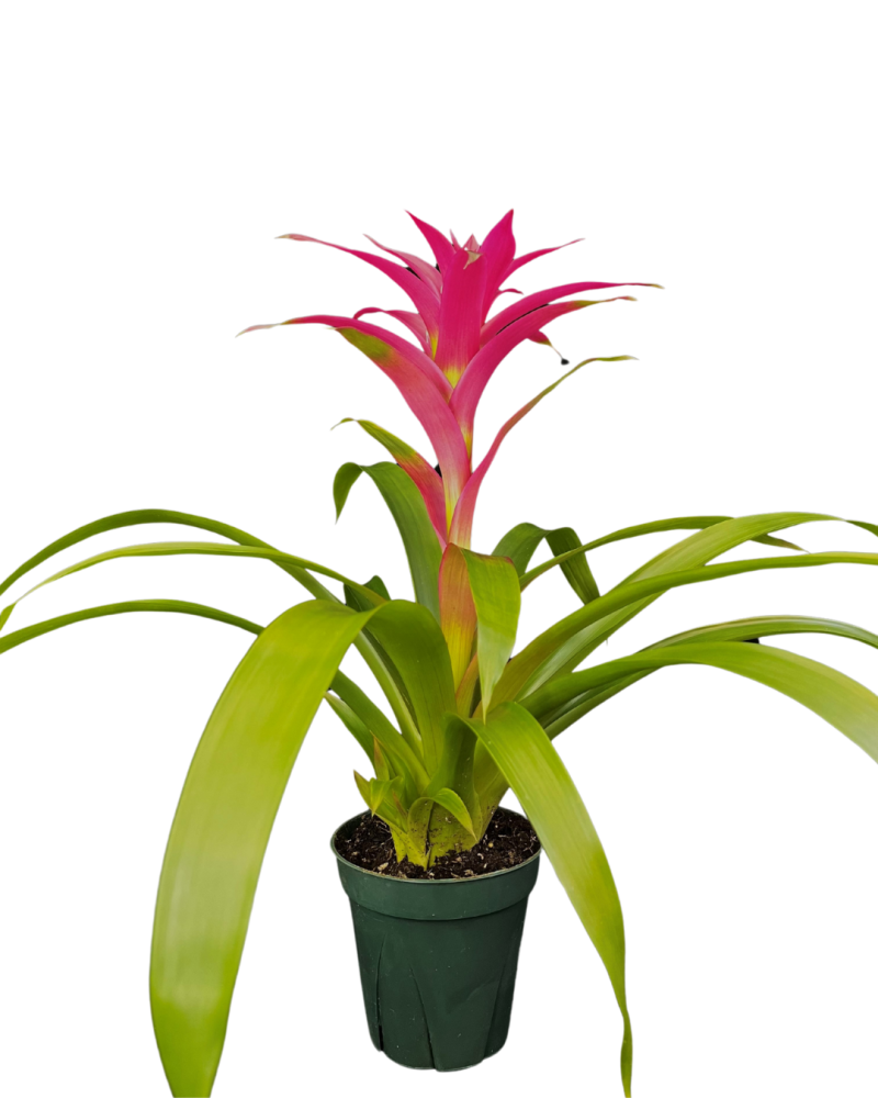 guzmania-voila-bromeliad