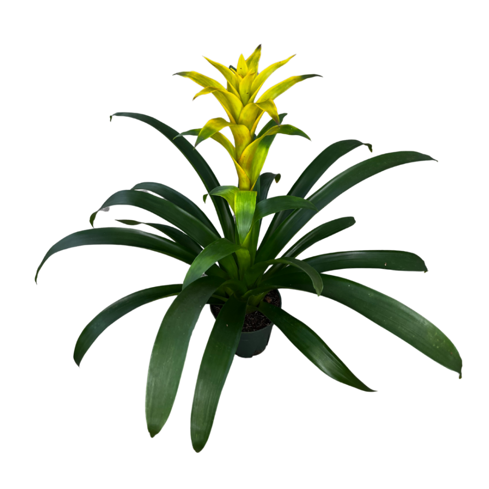 guzmania-yellow-sun-bromeliad