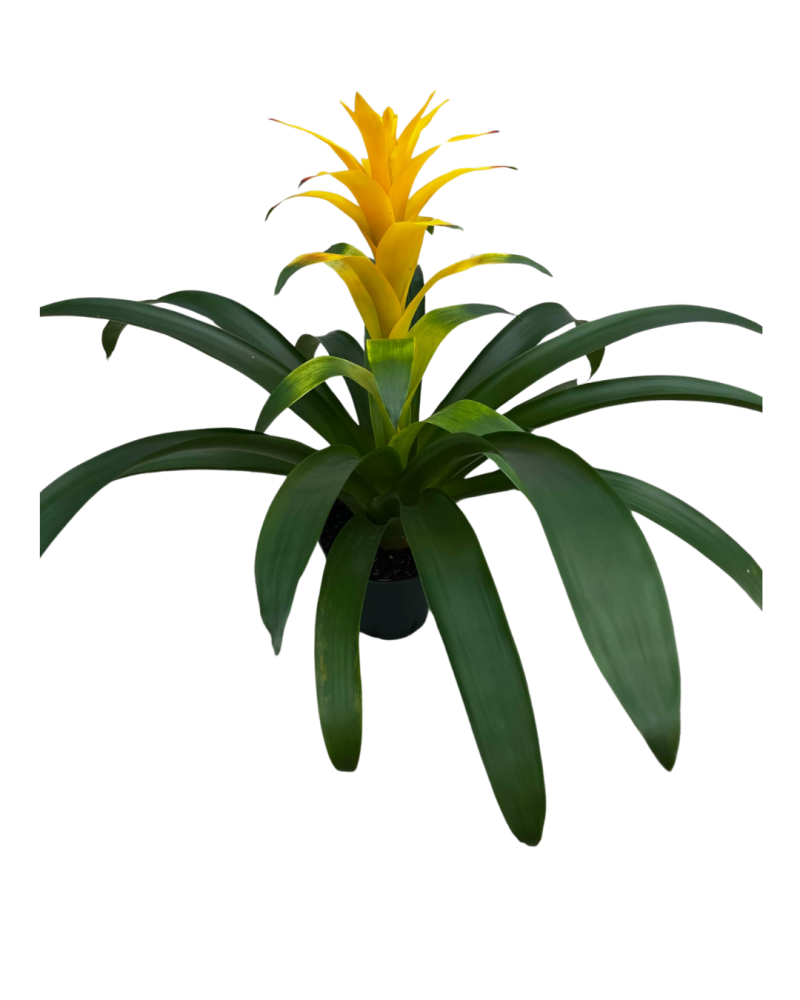guzmania-yellow-sun-bromeliad
