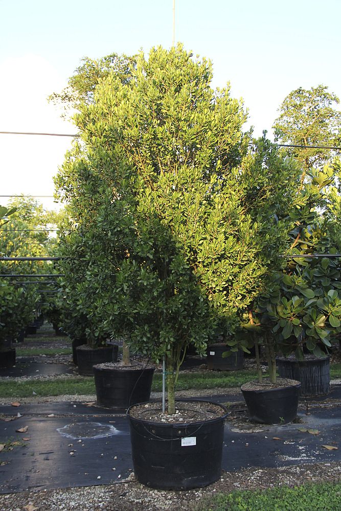gymnanthes-lucida-crabwood