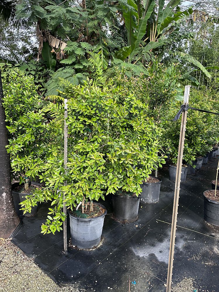 gymnanthes-lucida-crabwood