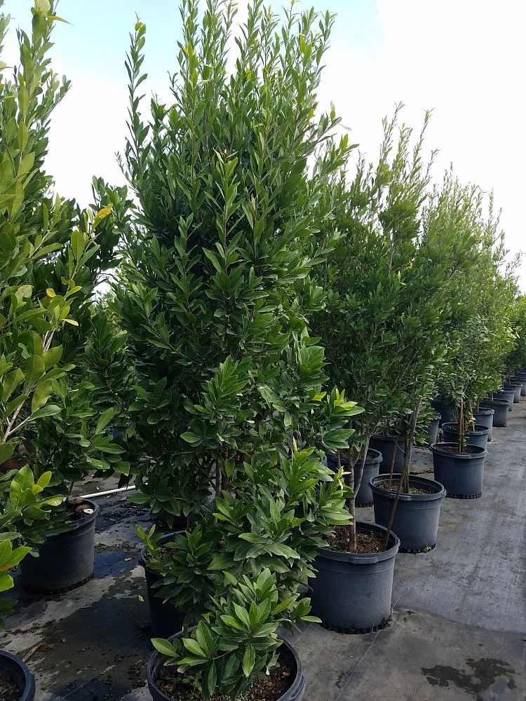 gymnanthes-lucida-crabwood