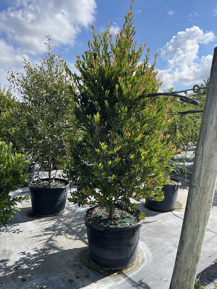 gymnanthes-lucida-crabwood