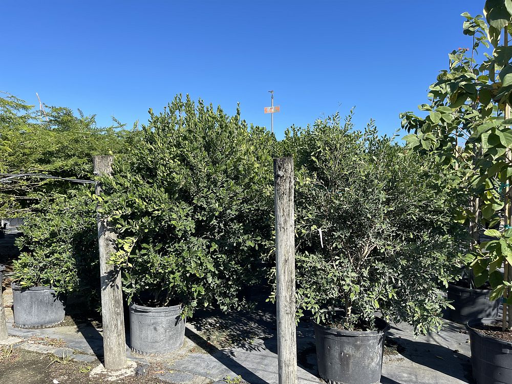gymnanthes-lucida-crabwood