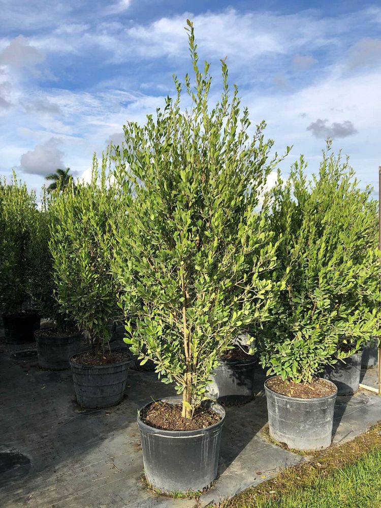 gymnanthes-lucida-crabwood