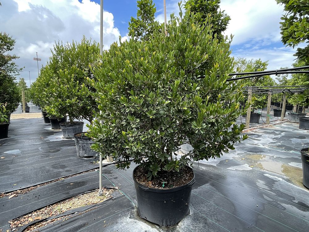 gymnanthes-lucida-crabwood