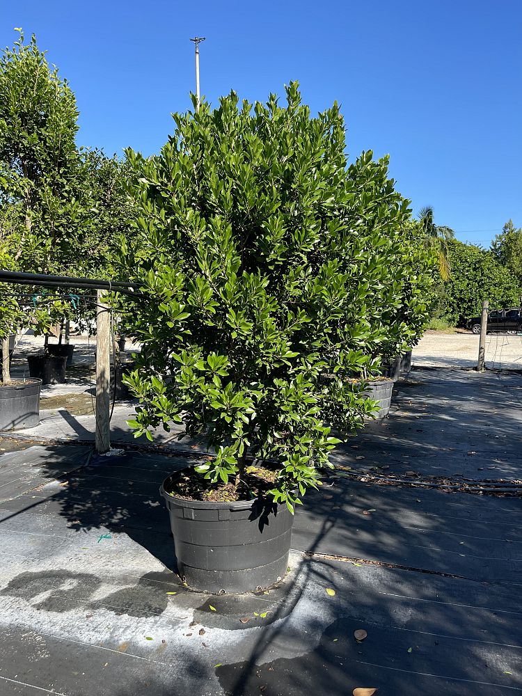 gymnanthes-lucida-crabwood