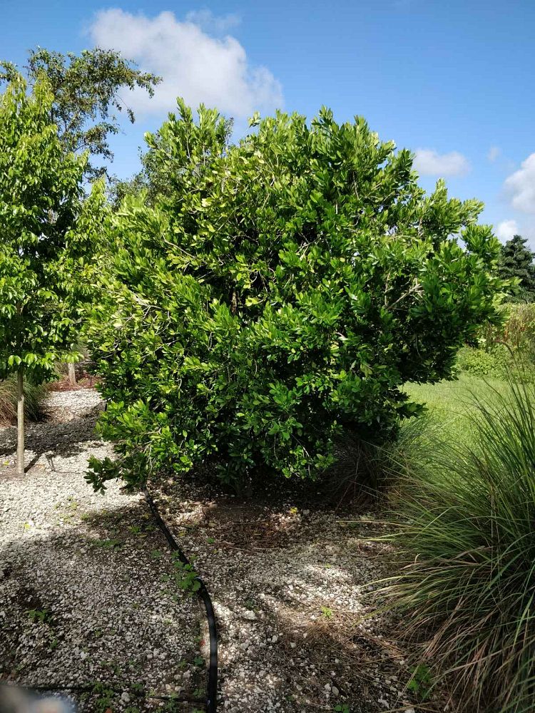 gymnanthes-lucida-crabwood