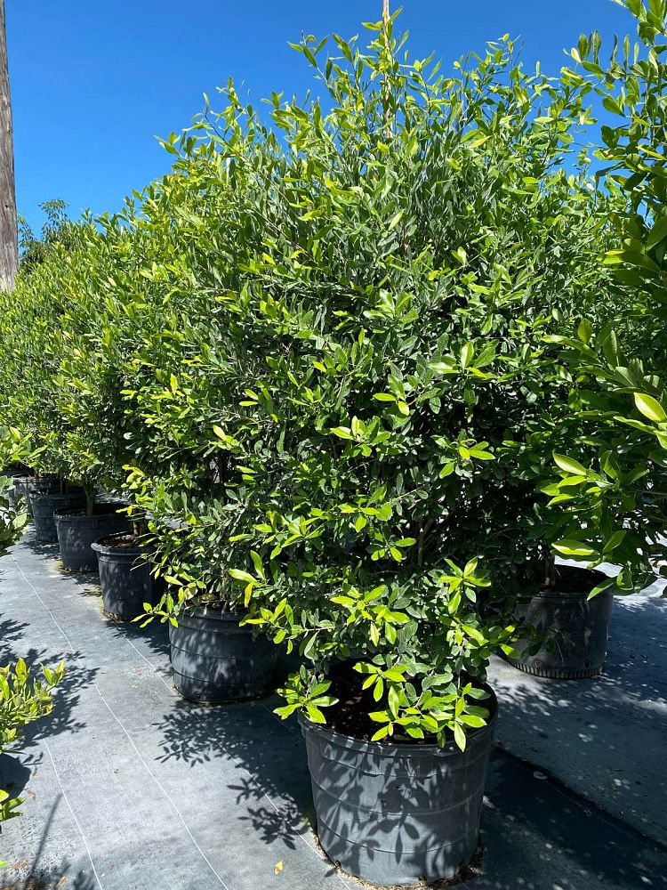 gymnanthes-lucida-crabwood