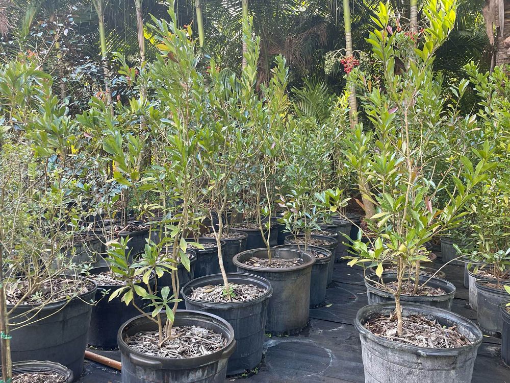 gymnanthes-lucida-crabwood