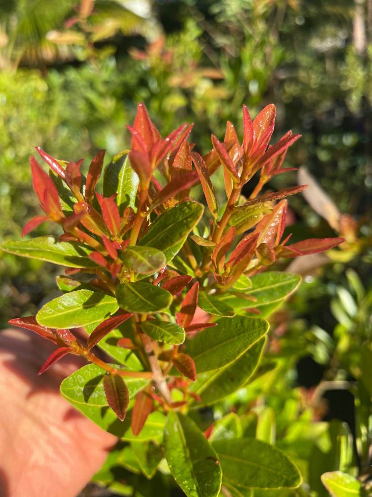 gymnanthes-lucida-crabwood