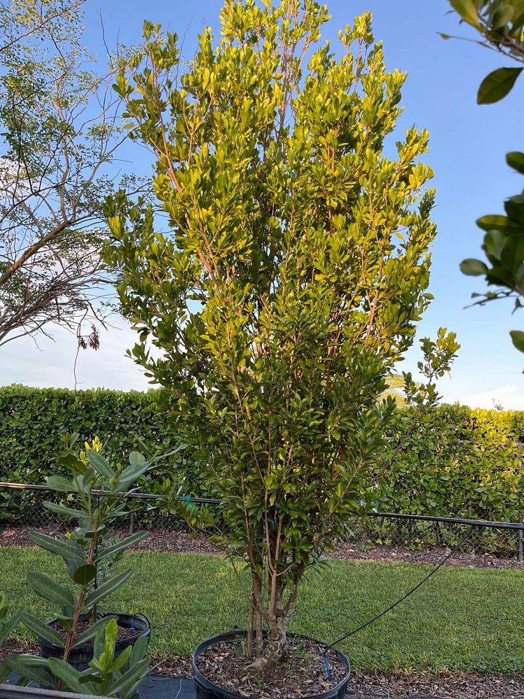 gymnanthes-lucida-crabwood
