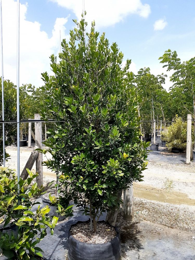 gymnanthes-lucida-crabwood