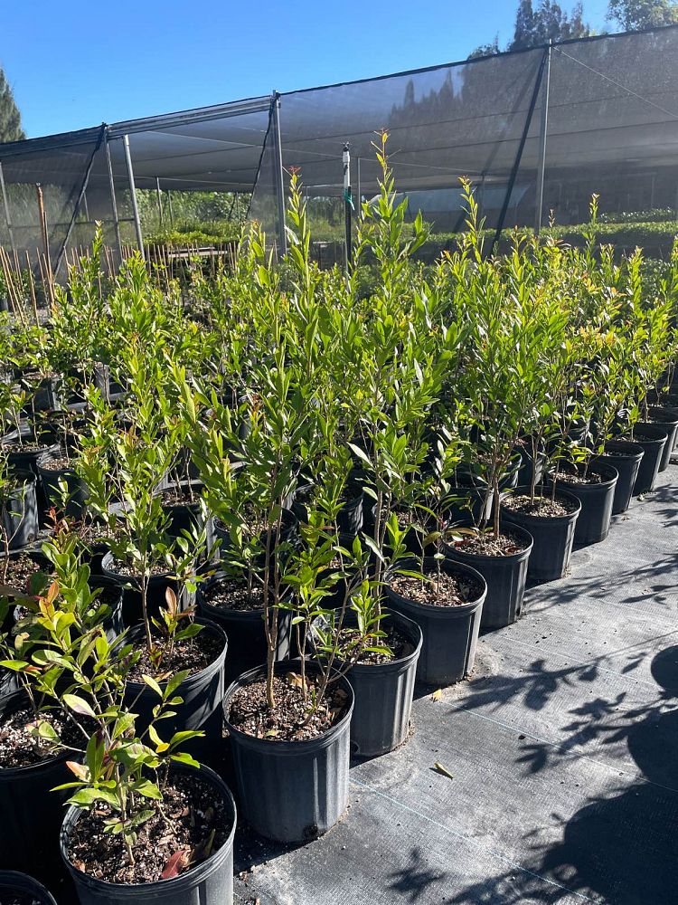 gymnanthes-lucida-crabwood