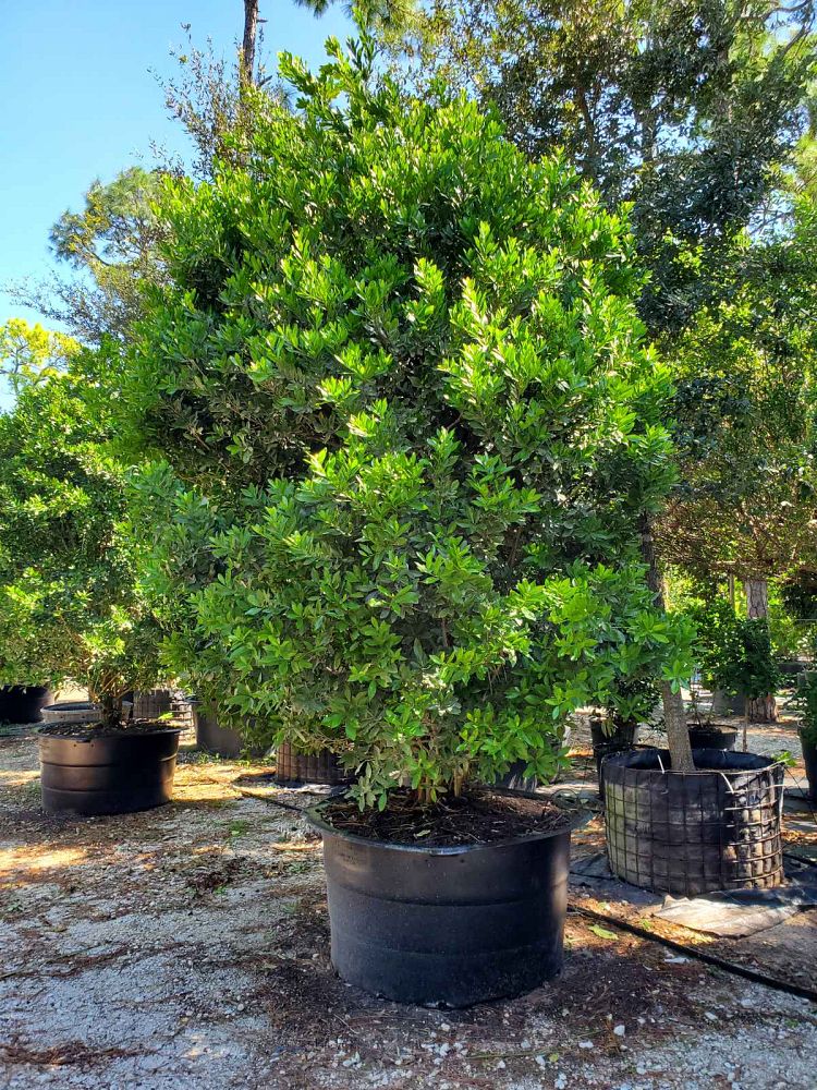 gymnanthes-lucida-crabwood