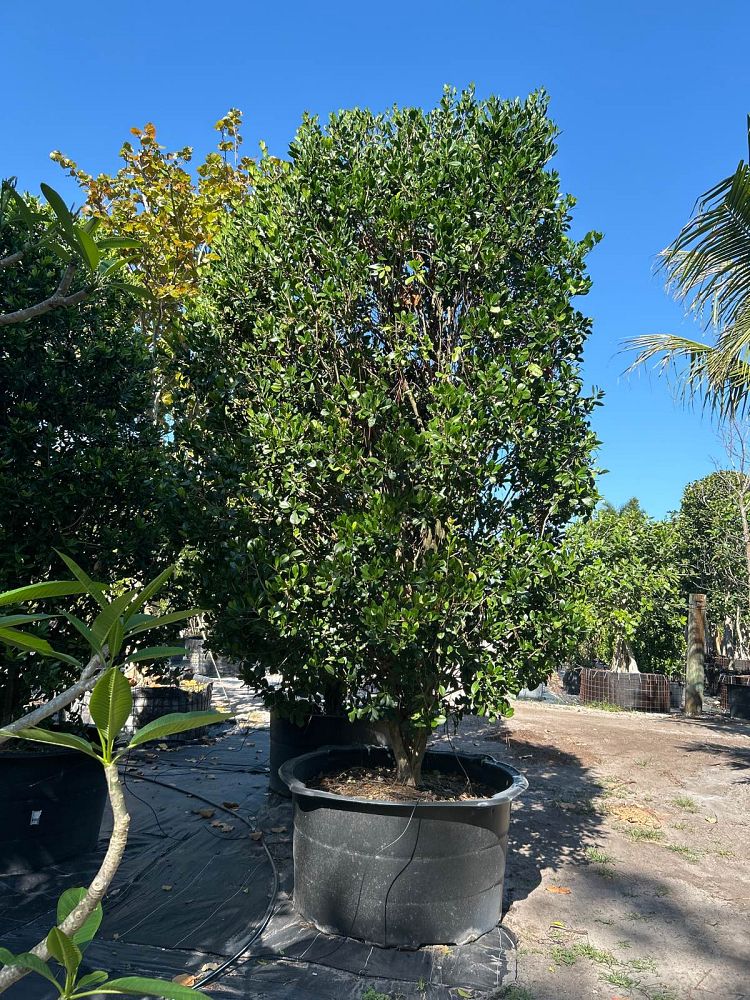 gymnanthes-lucida-crabwood