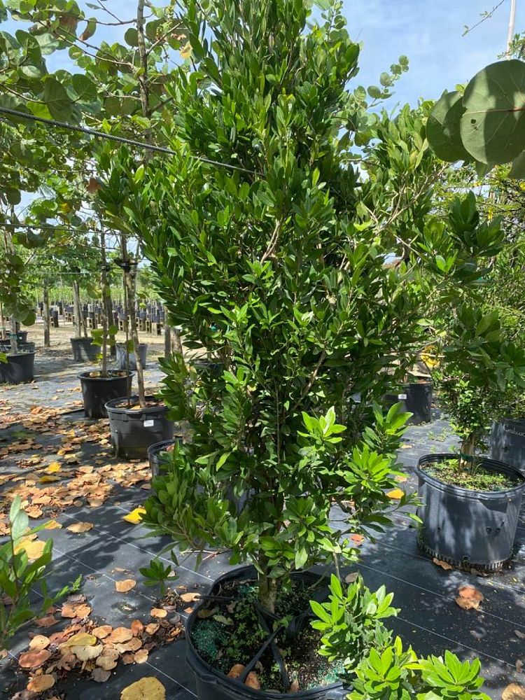 gymnanthes-lucida-crabwood