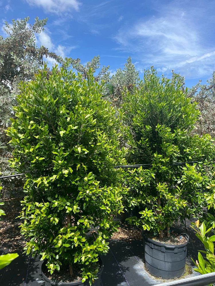 gymnanthes-lucida-crabwood