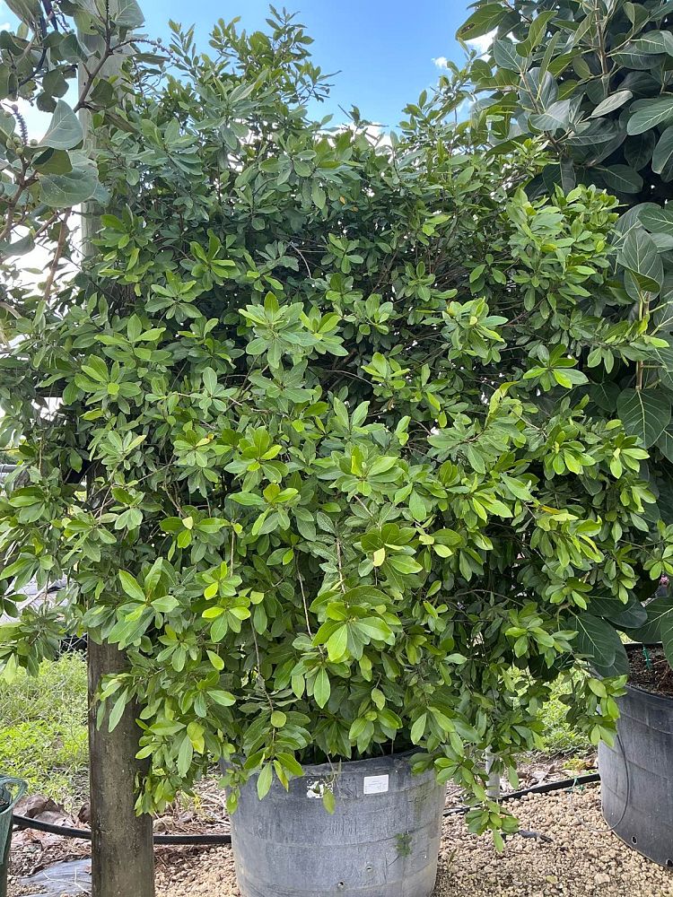 gymnanthes-lucida-crabwood