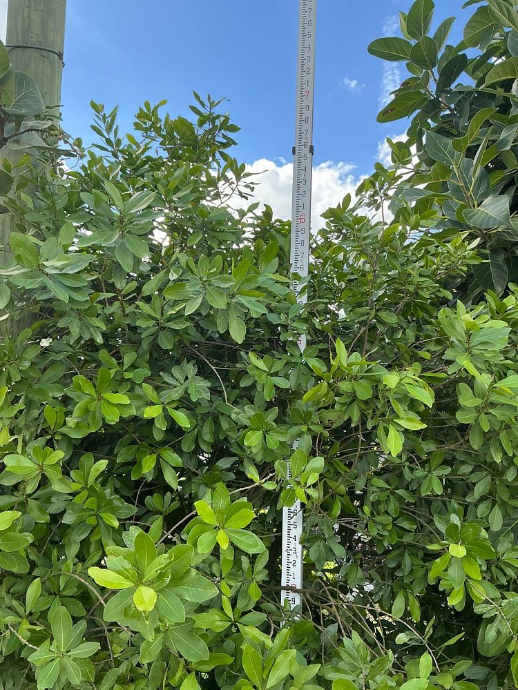 gymnanthes-lucida-crabwood