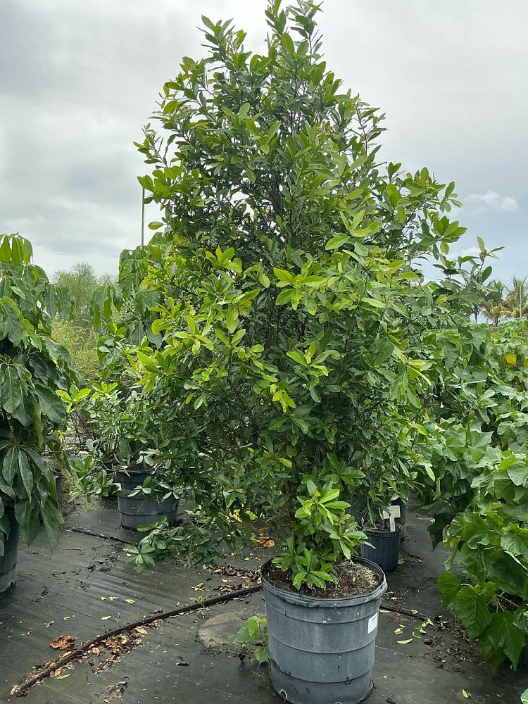 gymnanthes-lucida-crabwood