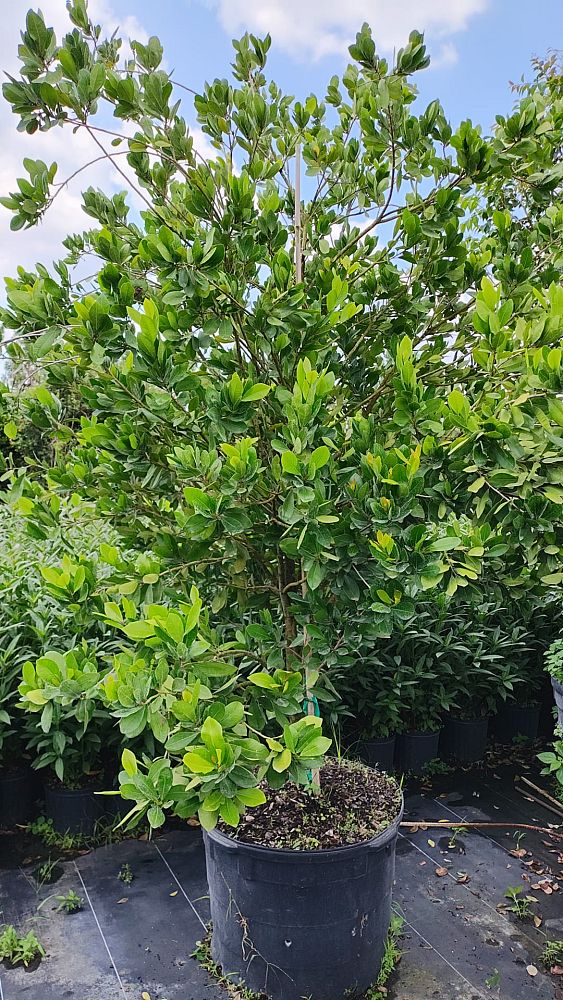 gymnanthes-lucida-crabwood