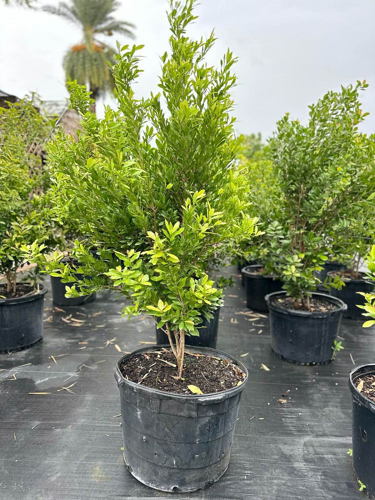 gymnanthes-lucida-crabwood