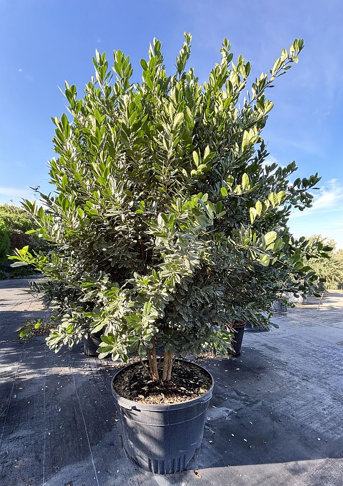 gymnanthes-lucida-crabwood
