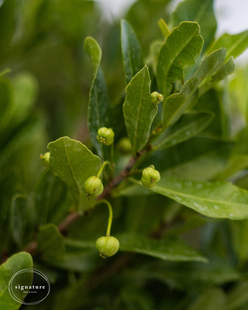 gymnanthes-lucida-crabwood