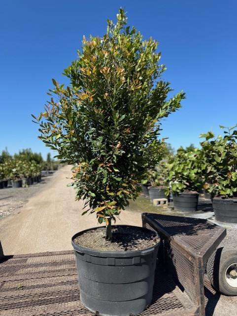 gymnanthes-lucida-crabwood