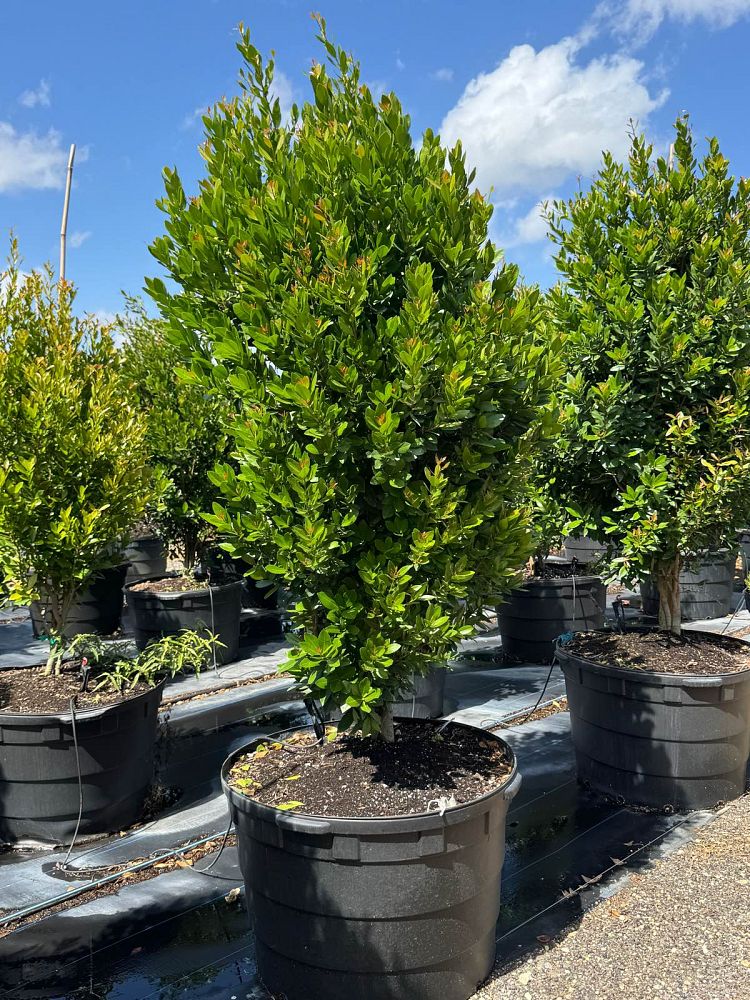 gymnanthes-lucida-crabwood