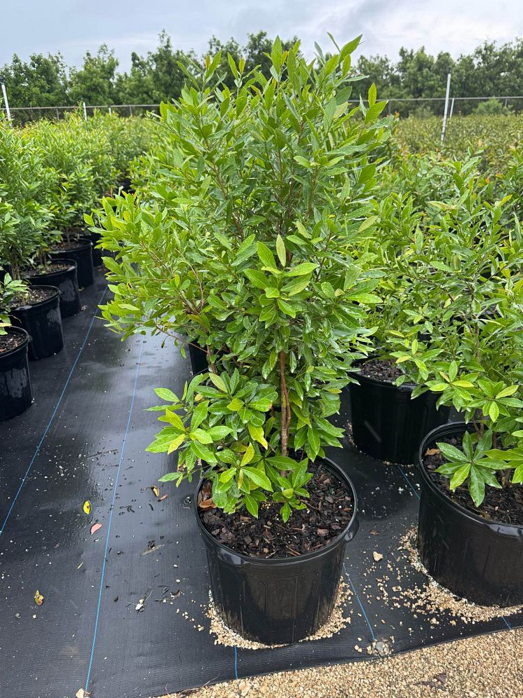 gymnanthes-lucida-crabwood
