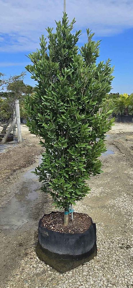 gymnanthes-lucida-crabwood