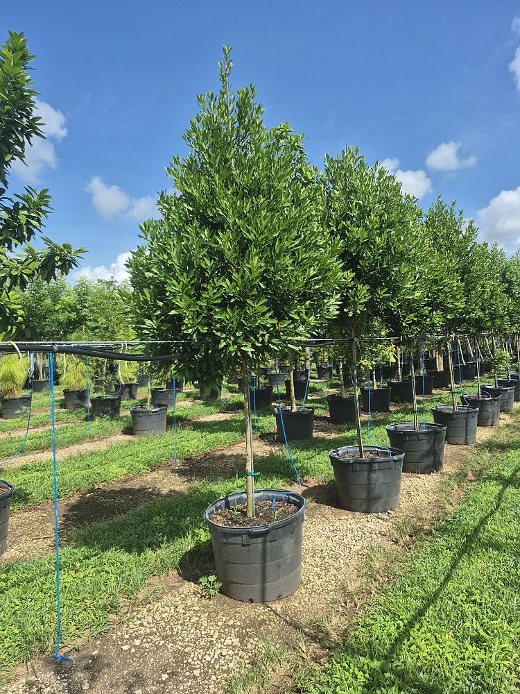 gymnanthes-lucida-crabwood