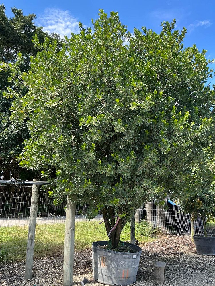 gymnanthes-lucida-crabwood