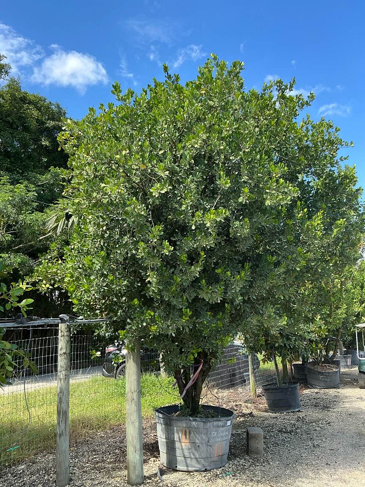 gymnanthes-lucida-crabwood