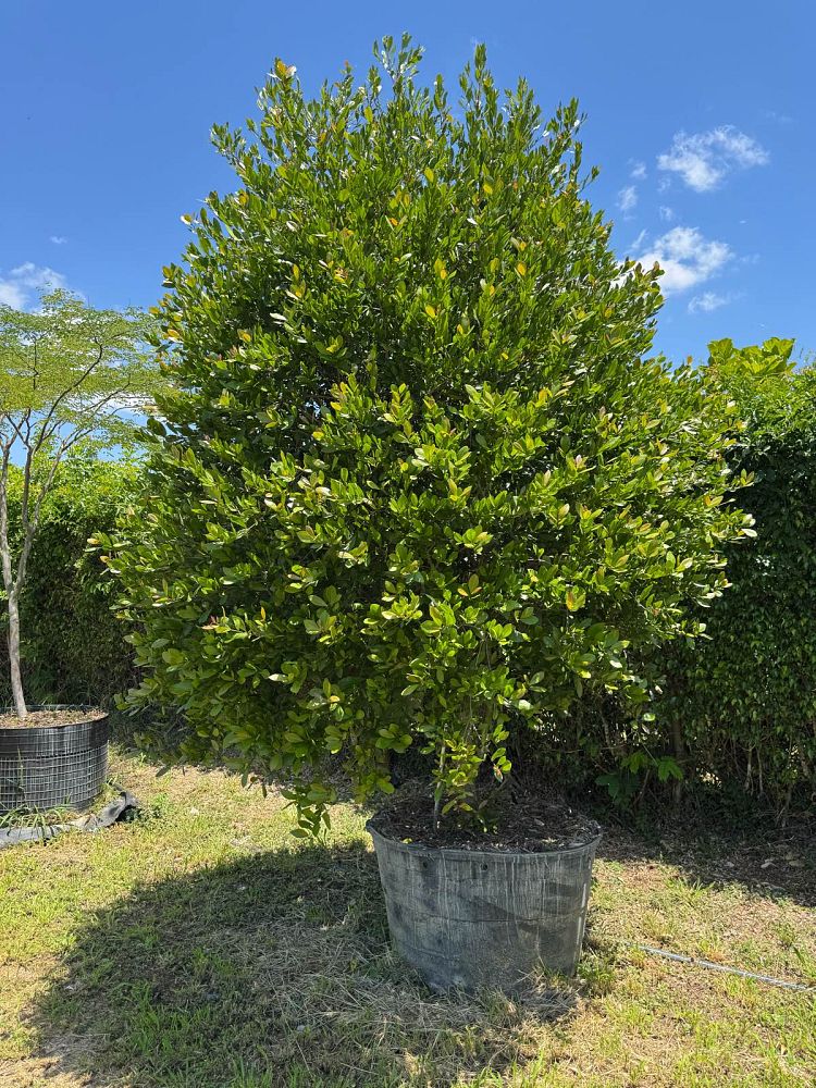 gymnanthes-lucida-crabwood